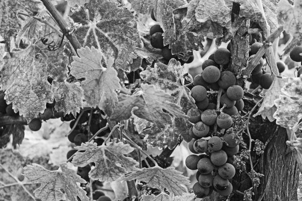 CA, Napa Valley Cabernet sauvignon grapes